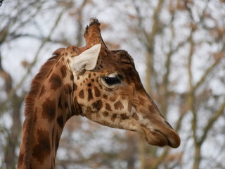 Steppengiraffe (Giraffa camelopardalis antiquorum)