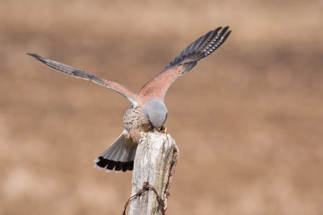 Kestrel Feeding