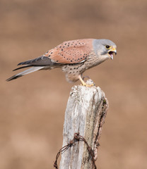 Kestrel Feeding