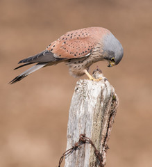 Kestrel Feeding