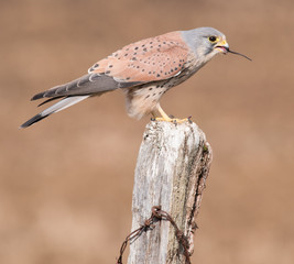 Kestrel Feeding