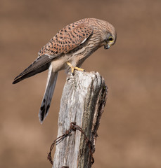 Kestrel Feeding