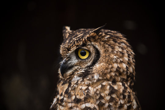 Portrait of eagle owl with dark background.