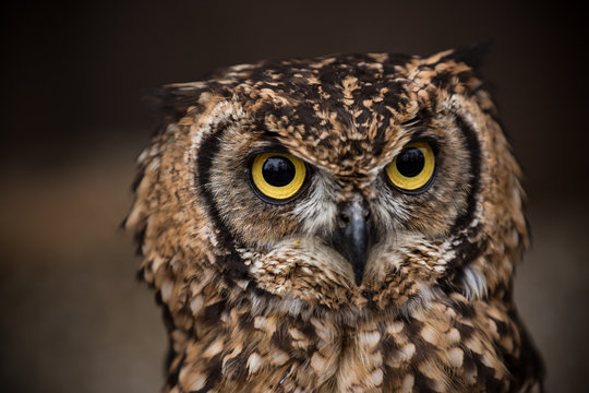 Portrait of eagle owl with dark background.