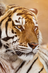 Close up of a Siberian tiger (Panthera tigris altaica).