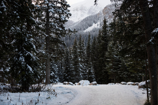 Icy road between rows of snowy trees