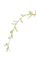Young weeping willow twig with buds, flowers isolated on white background, with clipping path