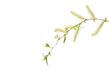 Young weeping willow twig with buds, flowers isolated on white background, with clipping path © dule964