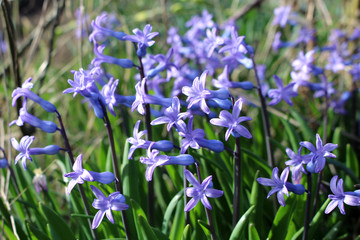 Beautiful blue hyacinth flowers on a background of green grass in a garden.