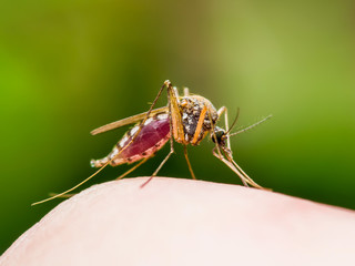 Yellow Fever, Malaria or Zika Virus Infected Mosquito Insect Macro on Green Background