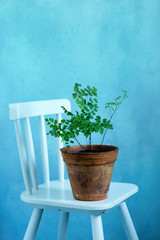 fern in the vintage pot