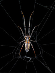 Spider Web Trap on Dark Background