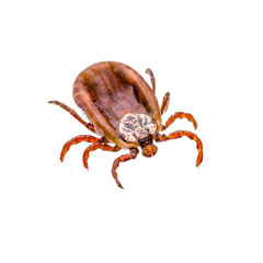 Encephalitis Virus or Lyme Disease Infected Tick Arachnid Insect Pest Isolated on White