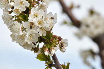 Bee on white blooms of cherry tree.