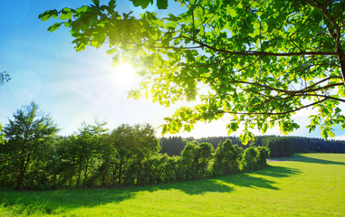 Green branch and sun shining through tree.