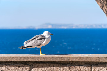 Herring gull standing on a post with a backdrop of sea of Naples Sorrento, Italy