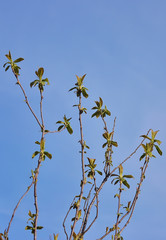 fresh spring background