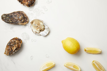 Fresh oysters with lemons on white table with ice