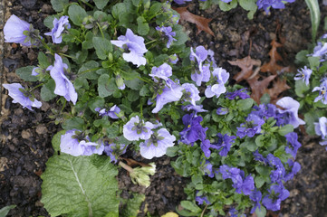 primevères et pensées