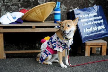Japanese Dog sleeping on the Street in Shizuoka, Japan. Sign says that Welcome! Her name is...