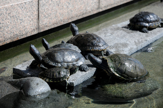 Turtles on the street of Shizuoka, Japan. Some of Japanese people still eat turtles for energy food. Shizuoka is a prefecture located in the south of Tokyo, east of Osaka.