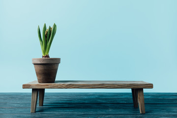 close up view of hyacinth plant in flowerpot on wooden decorative bench isolated on blue