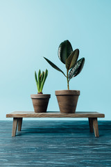 close up view of green plants in flowerpots on wooden decorative bench isolated on blue