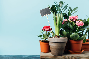 close up view of various plants in flowerpots and empty chalkboard on wooden surface isolated on blue