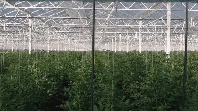 Tomatenanbau in riesigem Gew&auml;chshaus