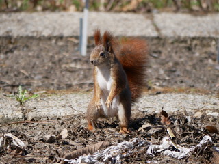 Eichhörnchen stehend