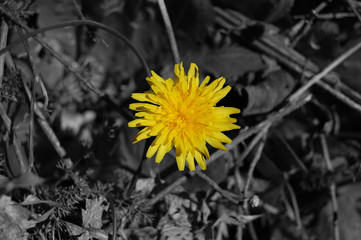 Flor amarilla con fondo en blanco y negro