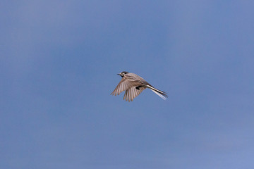 ballerina bianca in volo
