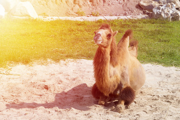 the camel rests under the rays of the sun