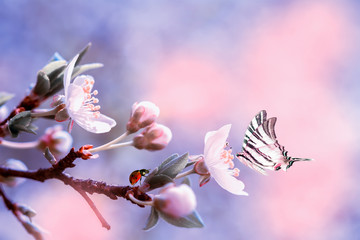 Beautiful sakura flower cherry blossom with ladybug and butterfly. Greeting card background template. Shallow depth. Soft pink and purple toned. Copy space