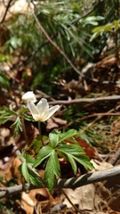 Einzelnes Buschwindröschen im Wald im alten Laub