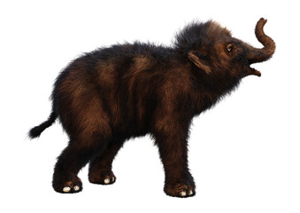 Obraz premium 3D Rendering Woolly Mammoth Baby on White