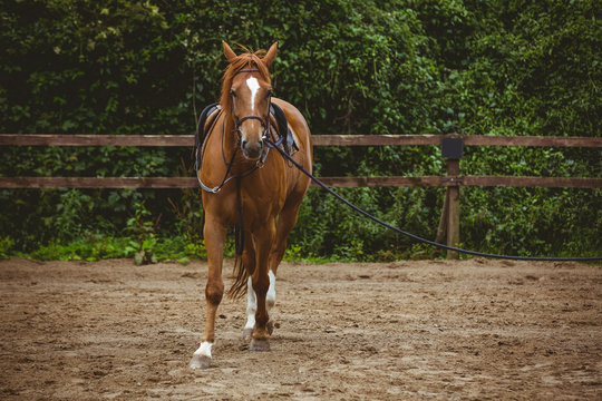View of horse cantering