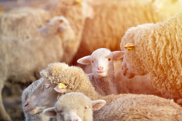 Naklejka premium Flock of sheep grazing on beautiful mountain meadow