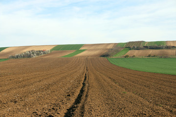 Fototapeta na wymiar farmland plowed and green wheat field landscape