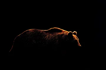 Dekokissen Bärenkörperkontur auf schwarzem Hintergrund isoliert. Seitenansicht des Braunbären. © Erik Mandre