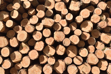 Timber industry. Cut tree trunks in the forest