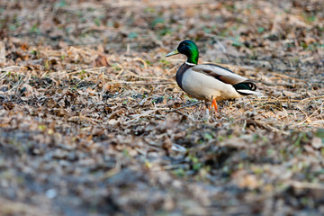 A young drake walks through last year's leaves in the April spring forest