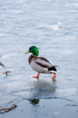 Fototapeta premium Drake walks through the melting ice of the pond in the park in the spring at sunset in April.
