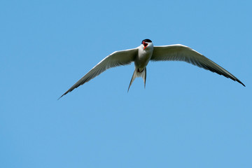 Common tern (Sterna hirundo)
