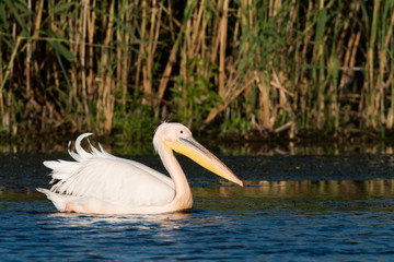 Obraz premium White Pelican (Pelecanus onocrotalus)