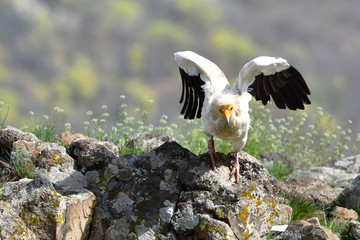 Egyptian Vulture Landing on Mountains