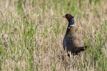 Ring-necked pheasant (Phasianus colchicus)