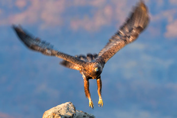 Golden Eagle in Flight