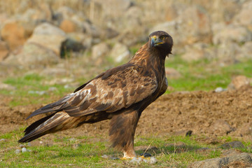 Golden Eagle Sitting on the Ground