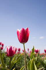 red tulip from graden in Turkey, Cumra